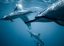 乐鱼中国体育-GA黄金甲体育官网：畅享顶级游戏体验，尊享财富盛宴